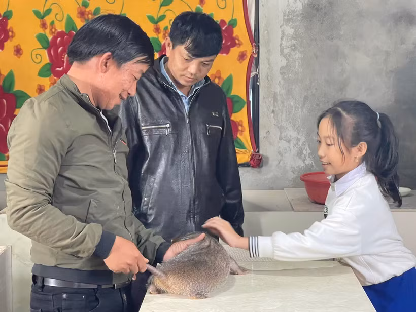 Chủ tịch Hội Nông dân thị trấn Khe Sanh, huyện Hướng Hóa (Quảng Trị) tham quan mô hình nuôi dúi của anh Nguyễn Đình Bảo.