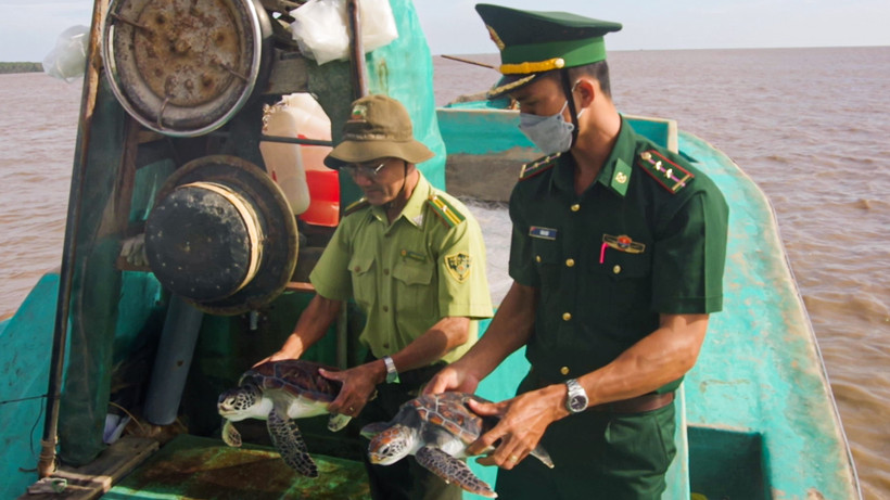 Đồn Biên phòng Trung Bình và Hạt kiểm lâm liên huyện Trần Đề-Cù Lao Dung thả các cá thể rùa biển họ Vích về môi trường tự nhiên. 