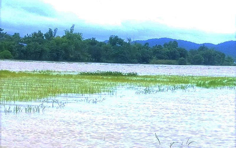 Mưa lũ làm nhiều diện tích lúa trên địa bàn huyện Lắk, tỉnh Đắk Lắk bị ngập trong nước, gây thiệt hại nặng nề.