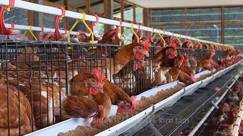 Hiệp hội Gia cầm Việt Nam kiến nghị cơ quan chức năng vào cuộc việc tung thông tin thất thiệt về "trứng gà giả".