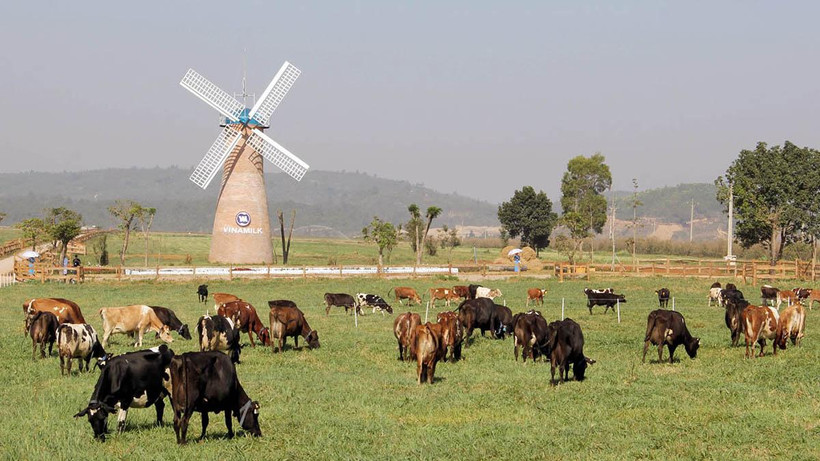 Trang trại bò sữa Organnic tiêu chuẩn châu Âu tại Lâm Đồng.