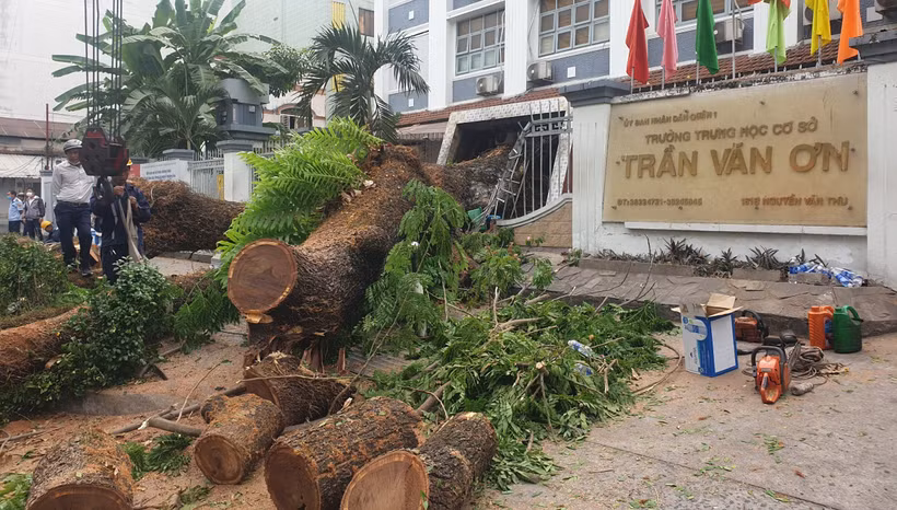 Hiện trường vụ đổ cây trước cổng Trường trung học cơ sở Trần Văn Ơn.