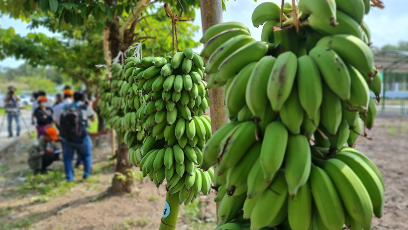 Hào hứng cuộc thi buồng chuối to nhất, cá lóc lớn nhất ở rừng tràm U Minh Hạ 