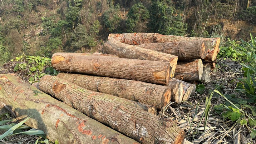 Một khối lượng gỗ tròn tập kết trên rừng. 