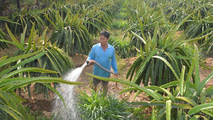 Người dân xã Song Bình, huyện Chợ Gạo (Tiền Giang) tưới nước cho thanh long trong mùa khô năm 2023-2024. (Ảnh Nguyễn Sự)