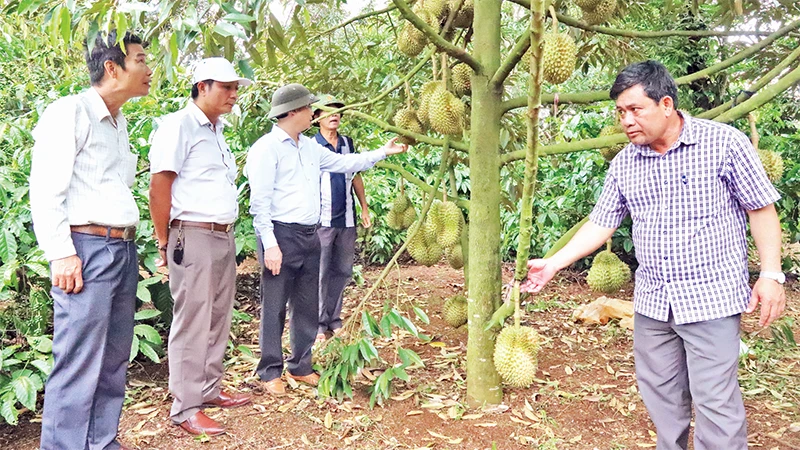 Tổng diện tích cây sầu riêng của tỉnh Đắk Lắk đã được Tổng cục Hải quan Trung Quốc phê duyệt và đang chờ phê duyệt cấp mã số vùng trồng để xuất khẩu sang Trung Quốc là 5.078ha. (Ảnh minh họa: Công Lý)