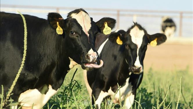 Bò sữa được nuôi tại trang trại ở Porterville, California, Mỹ. (Ảnh minh họa: AFP/TTXVN)