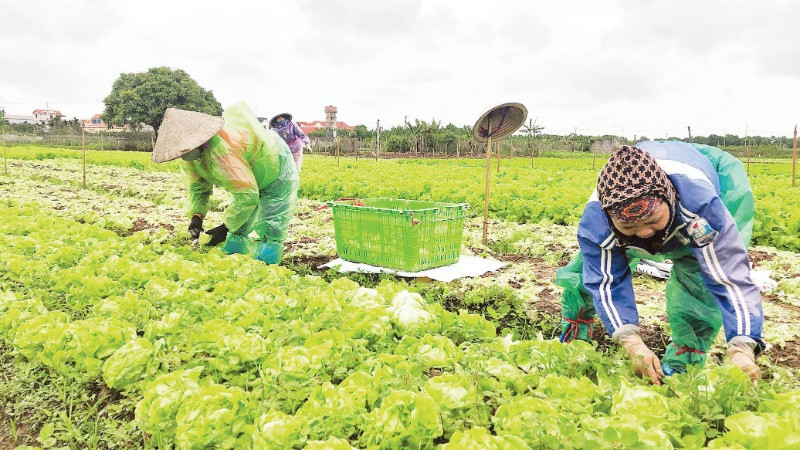Thành viên Hợp tác xã Dịch vụ nông nghiệp tổng hợp xã Yên Phú, huyện Yên Mỹ (Hưng Yên) thu hoạch rau an toàn. (Ảnh: BẢO HÂN)