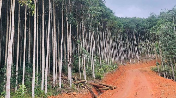 Một tuyến đường lâm nghiệp mới hoàn thành tại thành phố Bắc Kạn. (Ảnh: HƯƠNG LAN).