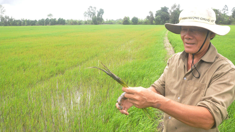 Những cây lúa bị nhiễm sâu, bệnh đều phát triển kém.