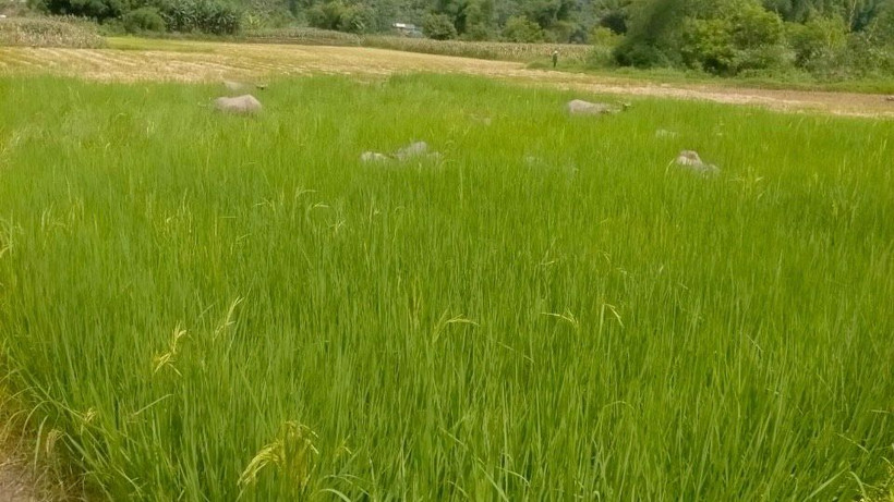 Diện tích gieo bằng giống lúa lạ chỉ cho lá mà không trỗ bông. (Ảnh: NGỌC TÚ)