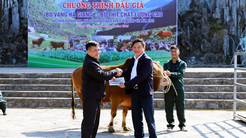Đấu giá bò vàng để ủng hộ chương trình xóa nhà tạm.