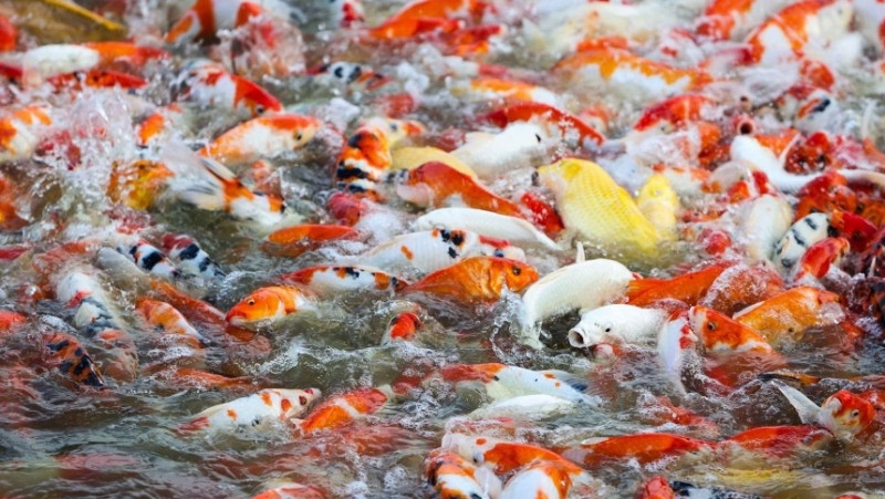 Hơn 12.000 chú cá koi sắc màu được thả xuống hồ Đầm Đông, phố Quảng Bá (phường Quảng An, Tây Hồ, Hà Nội).