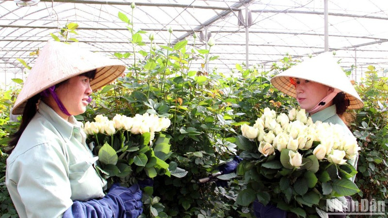 Hoa hồng Đà Lạt được thị trường dịp Lễ tình nhân ưa chuộng.