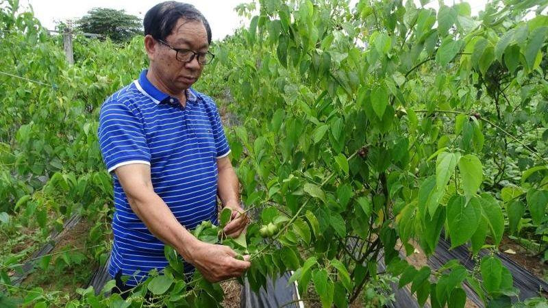 Tiến sĩ Phạm Hữu Nhượng bên vườn sacha inchi, trồng thử nghiệm tại Trung tâm Công nghệ sinh học Thành phố Hồ Chí Minh, quận 12.