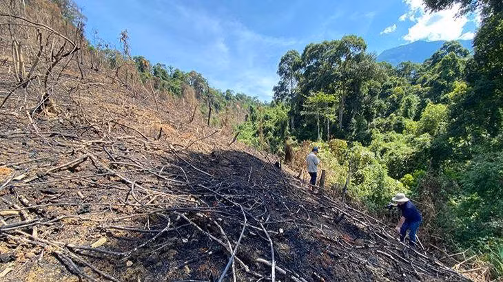 Khu vực rừng tại Tiểu khu 689 bị cháy.