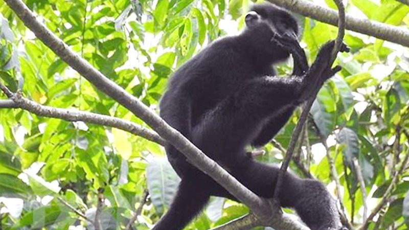 Một cá thể trong đàn voọc gáy trắng quý hiếm sinh sống tại vùng rừng núi tự nhiên, thuộc địa bàn bản Cha Ly và Sê Pu, xã Hướng Lập. (Ảnh: nhandan.vn)