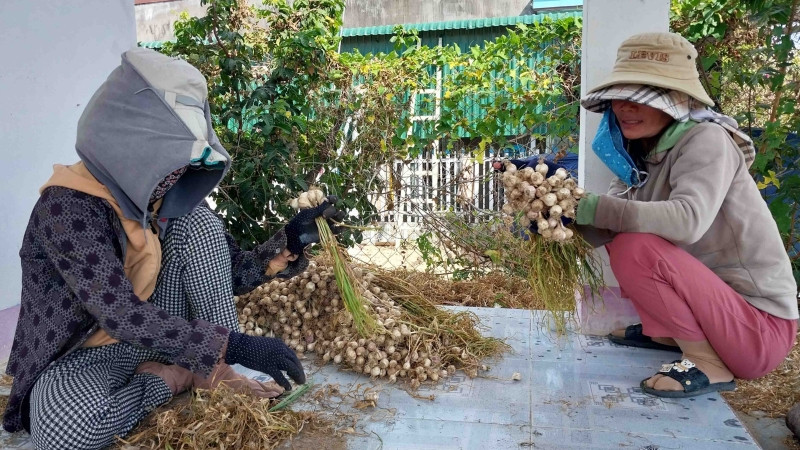 Nông dân thu hoạch năng suất kém, giá bán thấp, trong khi Sở Nông nghiệp và Phát triển nông thôn thì báo cáo chưa đúng với thực tế.