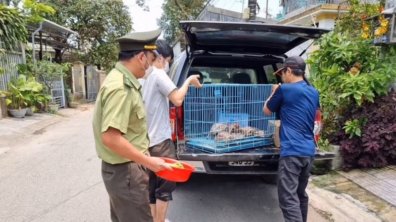 Cán bộ Hạt kiểm lâm thành phố Huế (cũ) tiếp nhận động vật hoang dã từ người dân để đưa trả về thiên nhiên.