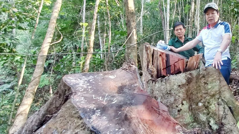 Hiện trường gỗ rừng bị chặt phá.