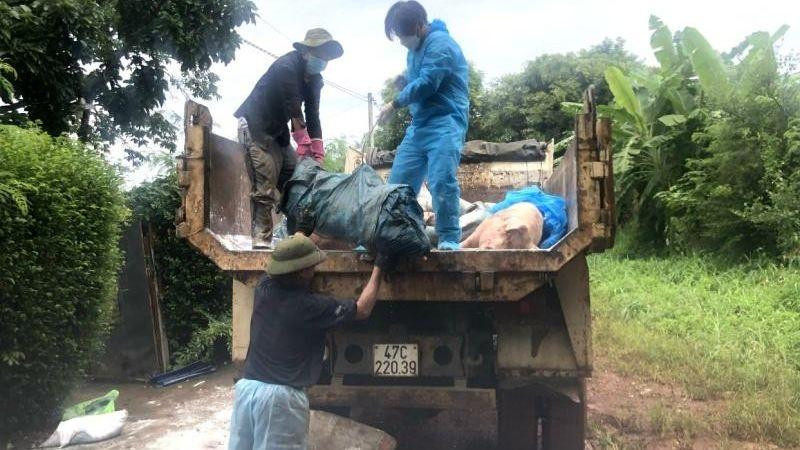 Xuất hiện ổ dịch tả lợn châu Phi tại thành phố Buôn Ma Thuột