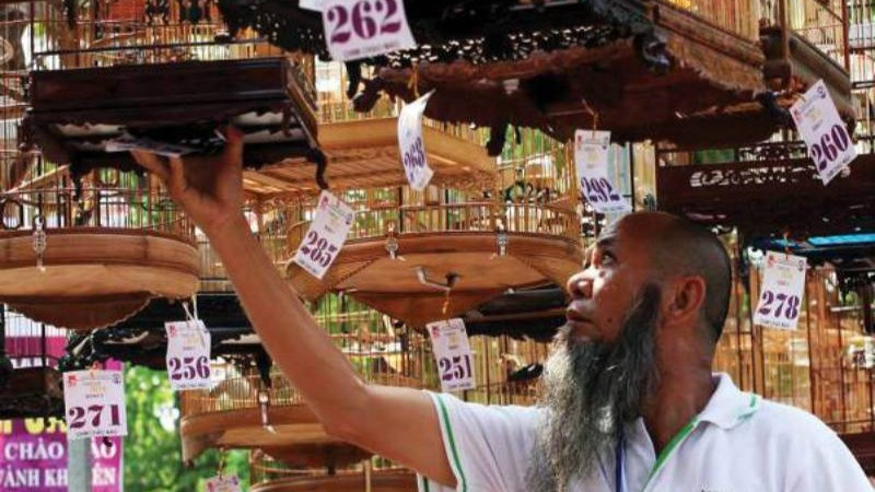 Cuộc thi chim chào mào hót đấu từng được tổ chức ở Festival Huế.