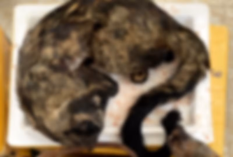 Một cá thể chồn hương đã chết được bỏ trong thùng xốp ướp lạnh cất trữ phía sau nhà đối tượng Hiếu.