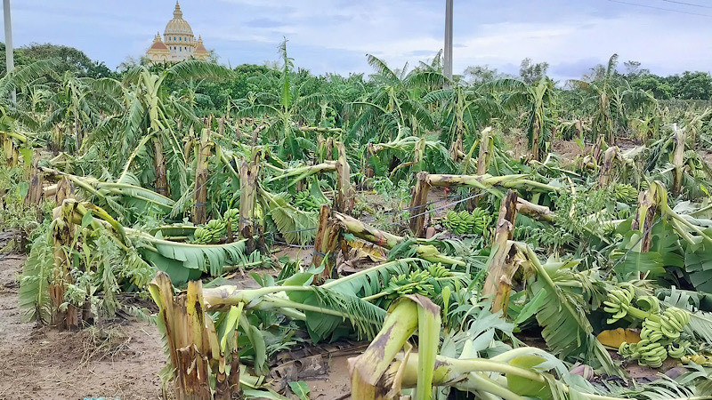 Nhiều héc ta trồng chuối ở huyện Khoái Châu bị đổ gục do ảnh hưởng của bão số 3.