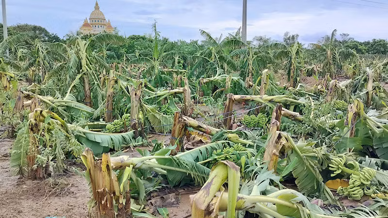 Nhiều héc ta trồng chuối ở huyện Khoái Châu bị đổ gục do ảnh hưởng của bão số 3.