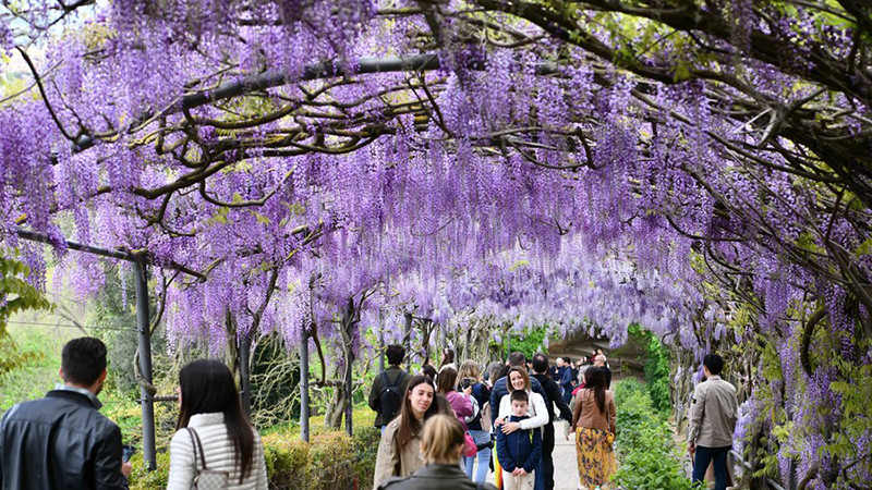 Người dân thưởng thức những bông hoa tử đằng tại Villa Bardini ở Florence, Italia. (Ảnh: THX)