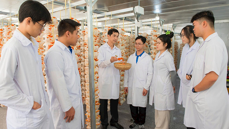Sinh viên tìm hiểu, nghiên cứu mô hình trồng nấm vân chi đỏ tại Trường đại học Đồng Tháp. (Ảnh Trường đại học Đồng Tháp cung cấp)