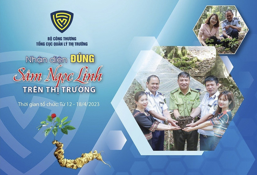 Cần tăng cường nắm bắt thông tin, kịp thời xử lý các vi phạm nhằm bảo vệ thương hiệu sâm Ngọc Linh.