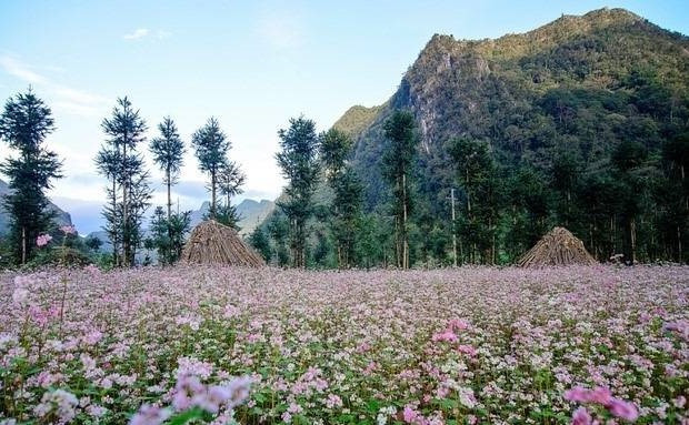 Mùa hoa tam giác mạch ở Mèo Vạc, Hà Giang.