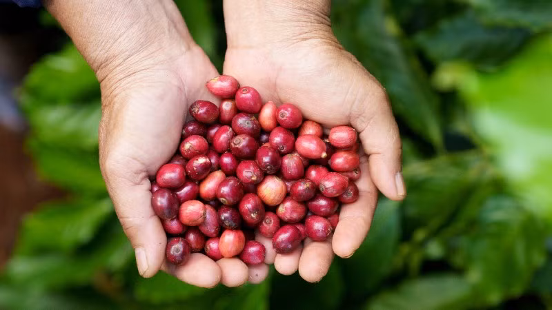 Cà-phê đặc sản của Đắk Lắk đã có mặt ở thị trường các nước châu Âu, Nhật Bản, Hoa Kỳ, Canada, Trung Quốc. (Ảnh: Nhân Dân)