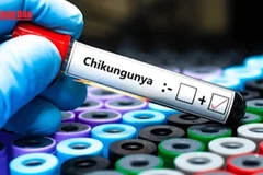 [Video] WHO cảnh báo nguy cơ lây lan rộng của virus Chikungunya