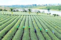 Nhiều nông trường được chuyển đổi thành công ty cổ phần.