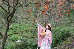 Vườn hồng chín đỏ rực, trải dài trên sườn đồi dãy núi thiêng Đại Huệ.