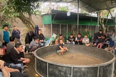 Hiện trường chơi đá gà ăn tiền. (Ảnh: CÔNG AN NGHỆ AN)