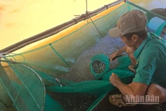 Mùa cá linh giúp người dân đầu nguồn tỉnh An Giang có thu nhập ổn định.