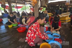 Làm cá linh non ở xã Nhơn Hội