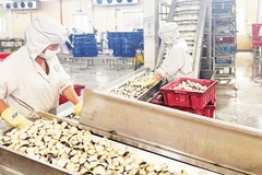 Công ty Việt Trường (Hải Phòng) từng bước phục hồi và đến nay, hoạt động của nhà máy đã trở lại gần như 100%.