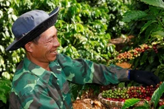 Nông dân Việt - từ câu chuyện sinh kế đến nhân tố quan trọng trong chuỗi giá trị bền vững.