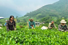 Thái Nguyên định hướng phát triển cây chè thành cây mang lại tổng thu 25.000 tỷ đồng vào năm 2030. (Ảnh: NGỌC TÚ)