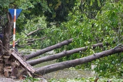 Hàng loạt cây xanh ở nhiều tuyến phố bị gió quật đổ. 