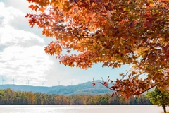 Khi di chuyển đến hồ thủy điện Quảng Trị, rừng phong hương bắt đầu hiện ra với sặc sỡ màu lá cam, đỏ, vàng xen kẽ màu xanh ngọc của nước hồ.