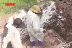 [Video] Phú Thọ: Tăng cường phòng, chống dịch tả lợn châu Phi 