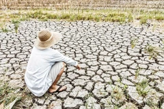 Ngành nông nghiệp của châu Á chịu thiệt hại nặng do hạn hán. Ảnh: SHUTTERSTOCK