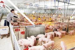 Công ty CP Phát triển nông nghiệp Hòa Phát (HPA) đã nộp hồ sơ IPO vào tháng 9/2025.