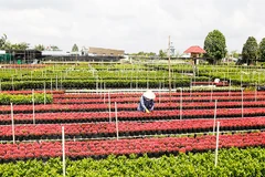 Làng hoa Sa Đéc (Đồng Tháp) có mô hình nông nghiệp phong phú.