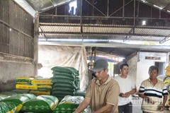 Nông dân xã Thoại Sơn tham gia mô hình kiểm tra nhận lúa giống.